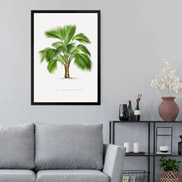 Obraz w ramie Tropikalna roślina palma ilustracja w stylu vintage reprodukcja