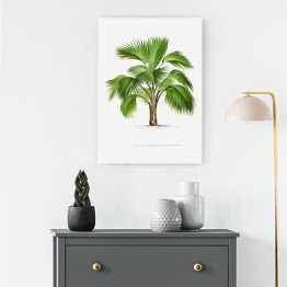 Obraz na płótnie Tropikalna roślina palma ilustracja w stylu vintage reprodukcja