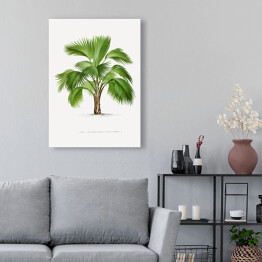 Obraz klasyczny Tropikalna roślina palma ilustracja w stylu vintage reprodukcja