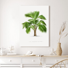 Obraz klasyczny Tropikalna roślina palma ilustracja w stylu vintage reprodukcja