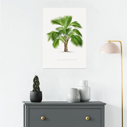 Plakat samoprzylepny Tropikalna roślina palma ilustracja w stylu vintage reprodukcja