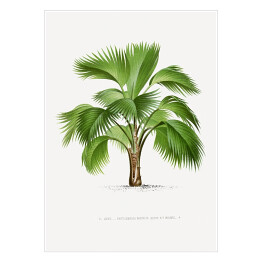 Plakat Tropikalna roślina palma ilustracja w stylu vintage reprodukcja