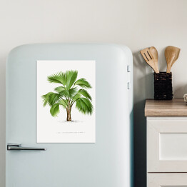 Magnes dekoracyjny Tropikalna roślina palma ilustracja w stylu vintage reprodukcja