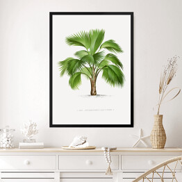 Obraz w ramie Tropikalna roślina palma ilustracja w stylu vintage reprodukcja