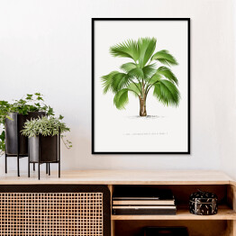 Plakat w ramie Tropikalna roślina palma ilustracja w stylu vintage reprodukcja