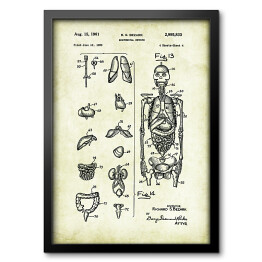 Obraz w ramie R. S. Bezark - ludzka anatomia - rycina
