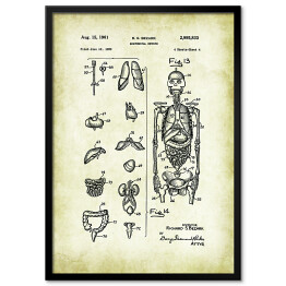 Plakat w ramie R. S. Bezark - ludzka anatomia - rycina