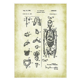 Plakat samoprzylepny R. S. Bezark - ludzka anatomia - rycina