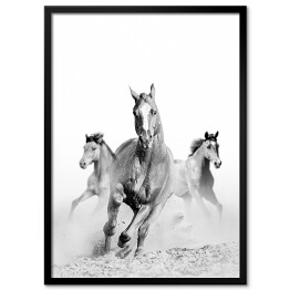 Plakat w ramie Konie w galopie w szarych barwach