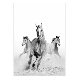 Plakat samoprzylepny Konie w galopie w szarych barwach