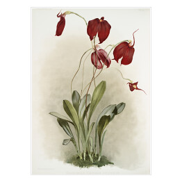 Plakat F. Sander Orchidea no 45. Reprodukcja