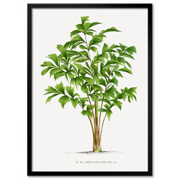 Plakat w ramie Tropikalne rośliny rysunek reprodukcja
