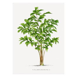 Plakat samoprzylepny Tropikalne rośliny rysunek reprodukcja