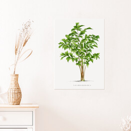Plakat samoprzylepny Tropikalne rośliny rysunek reprodukcja