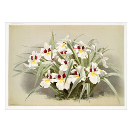 Plakat samoprzylepny F. Sander Orchidee no 1. Reprodukcja