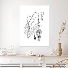 Plakat samoprzylepny Petiveria alliacea - czarno białe ryciny botaniczne