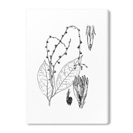 Obraz na płótnie Petiveria alliacea - czarno białe ryciny botaniczne