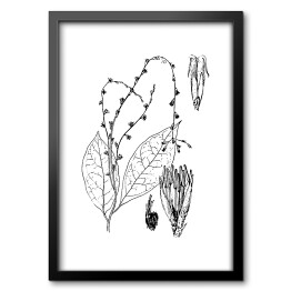 Obraz w ramie Petiveria alliacea - czarno białe ryciny botaniczne