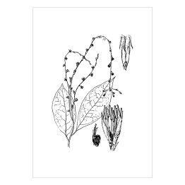 Plakat samoprzylepny Petiveria alliacea - czarno białe ryciny botaniczne