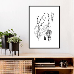 Plakat w ramie Petiveria alliacea - czarno białe ryciny botaniczne