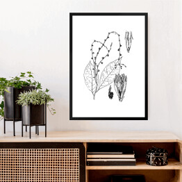 Obraz w ramie Petiveria alliacea - czarno białe ryciny botaniczne