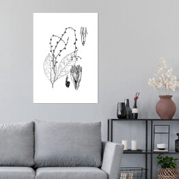 Plakat Petiveria alliacea - czarno białe ryciny botaniczne