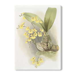 Obraz na płótnie F. Sander Orchidea no 5. Reprodukcja