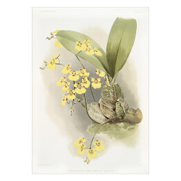Plakat F. Sander Orchidea no 5. Reprodukcja