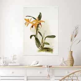 Plakat samoprzylepny F. Sander Orchidea no 35. Reprodukcja