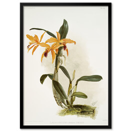 Obraz klasyczny F. Sander Orchidea no 35. Reprodukcja