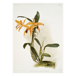 Plakat F. Sander Orchidea no 35. Reprodukcja