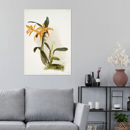 Plakat samoprzylepny F. Sander Orchidea no 35. Reprodukcja