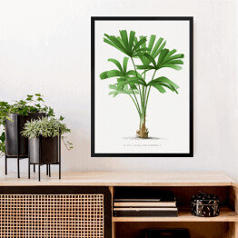 Obraz w ramie Egzotyczne rośliny rysunek reprodukcja