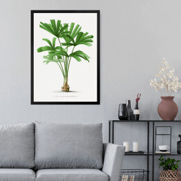 Obraz w ramie Egzotyczne rośliny rysunek reprodukcja