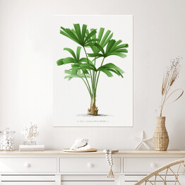 Plakat samoprzylepny Egzotyczne rośliny rysunek reprodukcja