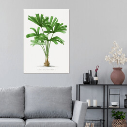 Plakat samoprzylepny Egzotyczne rośliny rysunek reprodukcja