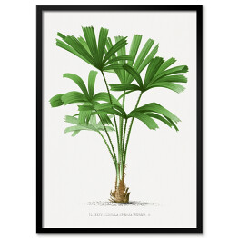 Plakat w ramie Egzotyczne rośliny rysunek reprodukcja