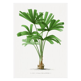 Plakat Egzotyczne rośliny rysunek reprodukcja