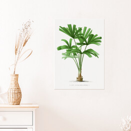 Plakat Egzotyczne rośliny rysunek reprodukcja
