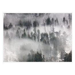 Plakat samoprzylepny Szary las we mgle 3D