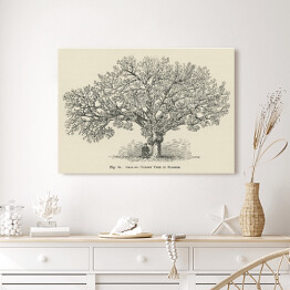 Obraz klasyczny Drzewo wiśnia vintage John Wright Reprodukcja