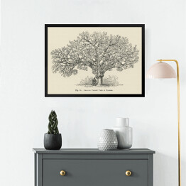 Obraz w ramie Drzewo wiśnia vintage John Wright Reprodukcja