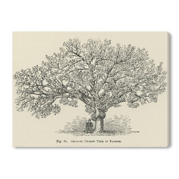 Obraz na płótnie Drzewo wiśnia vintage John Wright Reprodukcja
