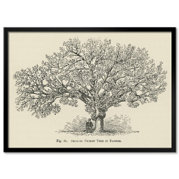 Plakat w ramie Drzewo wiśnia vintage John Wright Reprodukcja