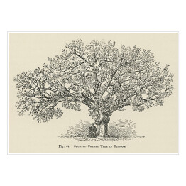 Plakat Drzewo wiśnia vintage John Wright Reprodukcja