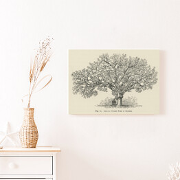 Obraz na płótnie Drzewo wiśnia vintage John Wright Reprodukcja