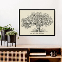 Obraz w ramie Drzewo wiśnia vintage John Wright Reprodukcja