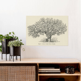 Plakat samoprzylepny Drzewo wiśnia vintage John Wright Reprodukcja