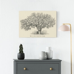 Obraz klasyczny Drzewo wiśnia vintage John Wright Reprodukcja
