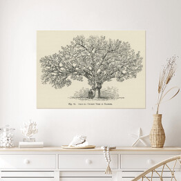 Plakat Drzewo wiśnia vintage John Wright Reprodukcja